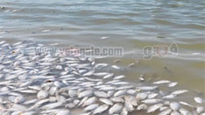 طوارئ بالبيئة لمعرفة أسباب نفوق الأسماك في نيل المنصورة
