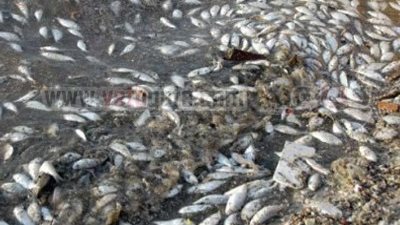 طوارئ بالبيئة لمعرفة أسباب نفوق الأسماك في نيل المنصورة