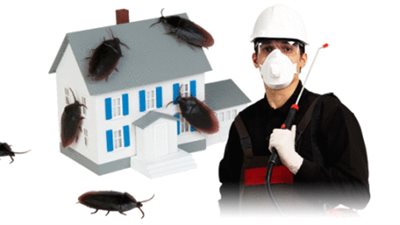 طرق طبيعية للقضاء على الحشرات «الطائرة والزاحفة»