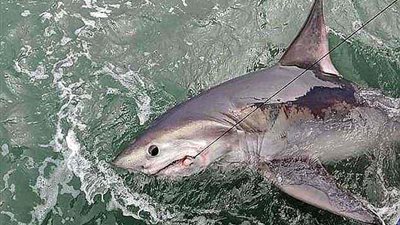 نقل صياد هاجمه قرش على متن سفينته جوا (فيديو وصور)