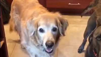 كلبان يضعان خطة للحصول على طعام إضافي (فيديو وصور)