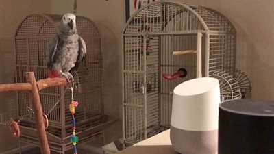 رد فعل ببغاء نفذ روبوت أوامره (فيديو وصور)