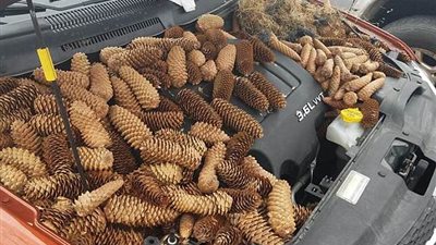 سناجب تفاجئ صاحب سيارة بشيء غير متوقع داخل سيارته (صور)