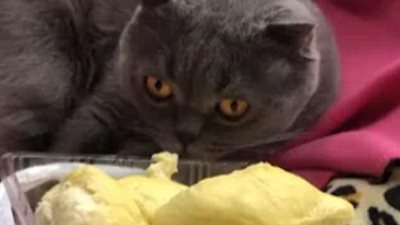 قط يفقد وعيه بسبب رائحة فاكهة الدوريان (فيديو وصور)