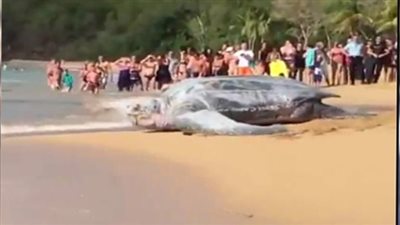 سلحفاة عملاقة تثير دهشة رواد شاطئ (فيديو)