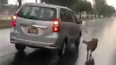 لقطات صادمة لكلب تجره سيارة مسرعة لتدريبه (فيديو)