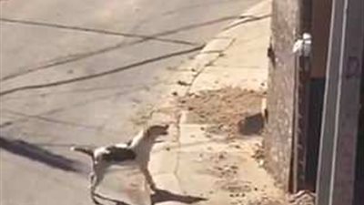 كلب يقفز من أعلى جدار مرتفع متحديا اليأس (فيديو وصور)