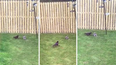 خناقة بين سنجاب وغراب على الطعام (فيديو)