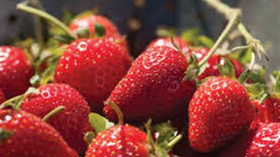 صدمة بين مزارعي الفراولة بعد خفض أسعار التصدير 50%