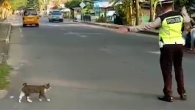 ضابط مرور يساعد قطة على عبور الطريق المزدحم (فيديو)