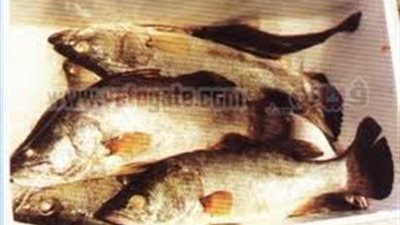 جنيهان ارتفاع فى السبيط وقشر البياض