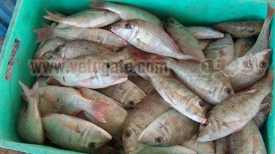 قشر البياض ينخفض 4 جنيهات والجمبرى يستقر