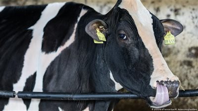 نفوق أجمل بقرة في ألمانيا 