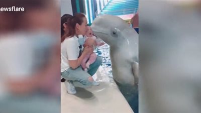 رد فعل طفلة رضيعة قبّلها دولفين (فيديو)
