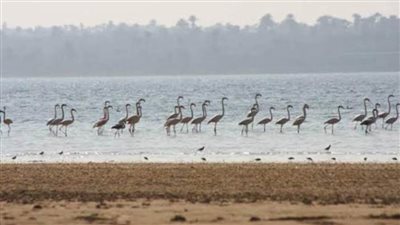 فصل الشتاء موسم صيد ومراقبة الطيور المهاجرة فى الفيوم