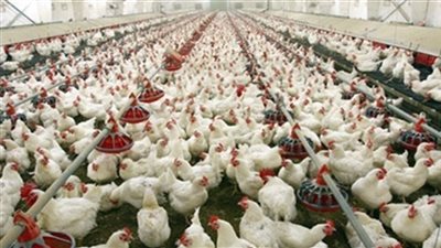 30 جنيها سعر كيلو الدواجن بالأسواق وكرتونة البيض بـ37