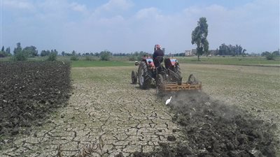 تجفيف وحرث فدان أرز مخالف للدورة الزراعية في الدقهلية (صور)