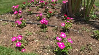 «الونكا والباتونيا».. أشهر نباتات الجمال في ميادين الغردقة (صور)