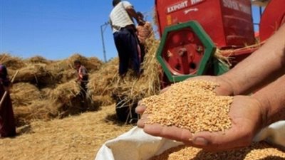 توريد 134 ألفا و364 طنا من القمح في قنا