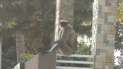 القرود تحرم على سكان قرية الخروج من منازلهم (فيديو وصور)