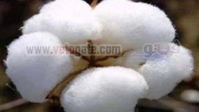 26 ٪ انخفاضًا فى صادرات القطن خلال الربع الثالث
