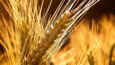 مصدر بالتموين يكشف تفاصيل استيراد القمح الأوكراني