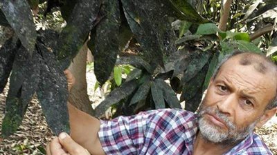 زراعة الإسماعيلية: علاج 80% من أشجار المانجو المصابة بالعفن الهبابي