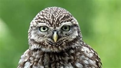 بومة تدير رأسها بسرعة غريبة (صور)