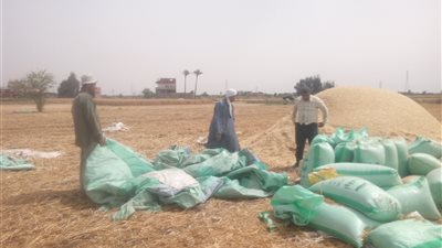 توريد 498 ألفا و674 طن قمح لشون وصوامع الشرقية