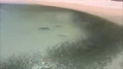 بالفيديو.. شاهد رد فعل غريب لسرب أسماك لحظة هجوم قروش عليهم