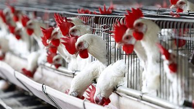 كيلو الدواجن يسجل 26.5 جنيها بالمزارع