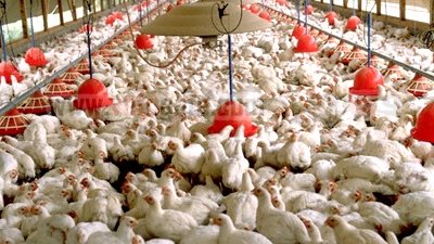 فيروس النوبارية يهدد الثروة الداجنة بمصر