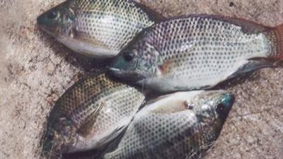 البلطي يسجل 13.5 جنيها بسوق العبور.. اليوم