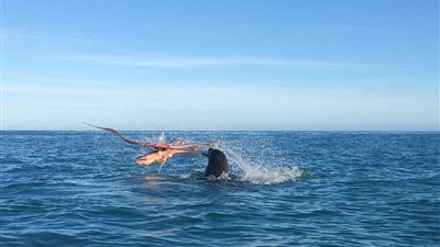 بالفيديو والصور.. معركة شرسة بين كلب البحر وأخطبوط