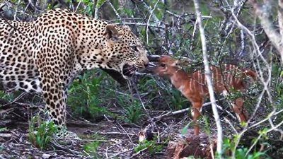 لقطات نادرة لظبي يهاجم فهدا في إحدى حدائق جنوب أفريقيا (فيديو)