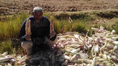 الوادي الجديد تبدأ حصاد محصول الذرة على مساحة 39 ألف فدان