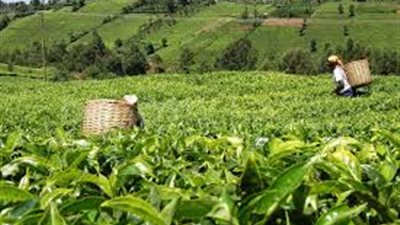 بالفيديو.. الجفاف في كينيا يهدد المشروب الأول للمصريين