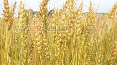 رئيس رابطة المطاحن: لا مشكلة في حظر استيراد القمح الأوكراني