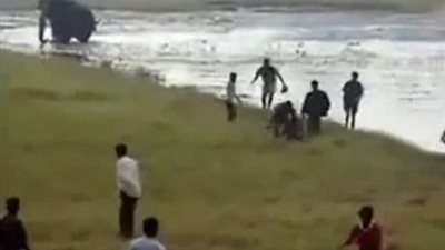 فيل يدهس رجلا حتى الموت بعد تخلي أصدقائه عنه (فيديو وصور)