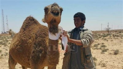 محافظ مطروح: تركيب ألف علامة فسفورية على الإبل تفاديا للحوادث