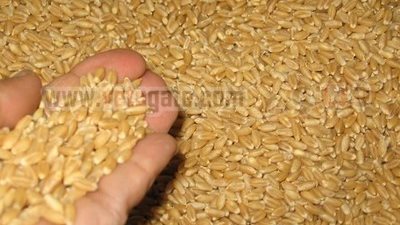 السلاموني: أزمة القمح الأوكراني لن تؤثر على مصر