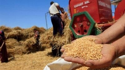 توقعات بارتفاع سعر القمح عالميا إلى 188 دولارا للطن