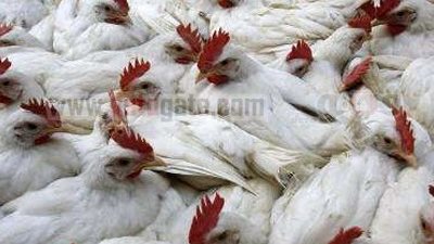 انفلونزا الطيور تهدّد الثروة الداجنة بالدقهلية