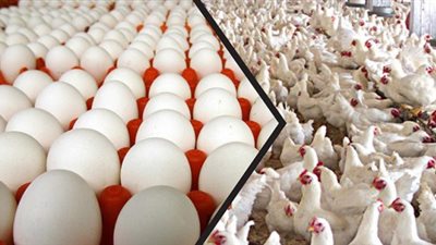 الثروة الداجنة: كرتونة البيض ترتفع 6 جنيهات