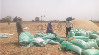 توريد 549 طن قمح لشون وصوامع الشرقية