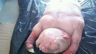 بالصور.. ولادة غريبة «خروف» نصف بشري ونصف وحش