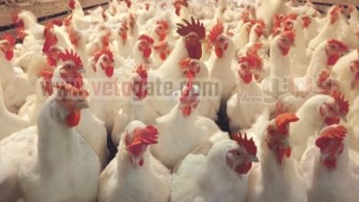 الصاوى: مخطط خارجى لتدمير الثروة الحيوانية المصرية