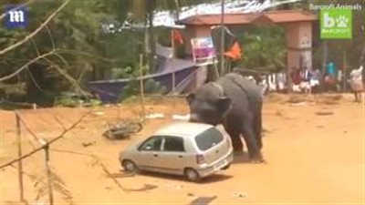 بالفيديو والصور.. فيل غاضب يحطم سيارة داخل مهرجان هندي