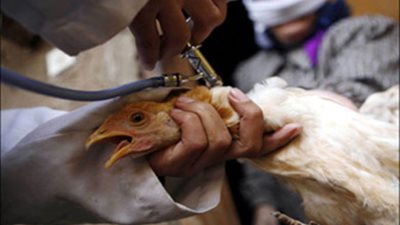 إعدام 180 ألف طائر بالجيزة لإصابتهم بإنفلونزا الطيور