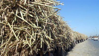«التموين»: ارتفاع سعر توريد القصب وراء زيادة السكر لـ 10 جنيهات